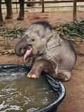 Baby elephant from Albany