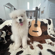 Samoyed Puppies For Sale USA from San Jose