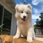 Samoyed Puppies For Sale USA from San Jose