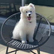 Samoyed Puppies For Sale USA from San Jose