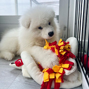 Samoyed Puppies For Sale USA from San Jose