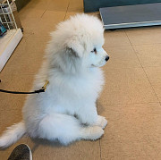 Samoyed Puppies For Sale USA from San Jose