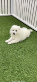 American Eskimo Dog from Denver