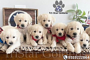 Golden Retrievers Nashville - Champion Bloodlines, Healthy Puppies Near Nashville Nashville