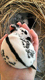 Rabbit for sale from Al Jahra'