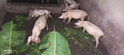 Pigs for sale Ibadan