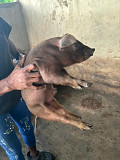 Pigs for sale Ibadan