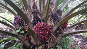 Nigerian Palm oil 5 Litre Regina