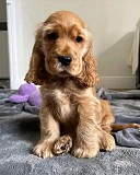 Cocker spaniel puppies for Adoption from Sacramento