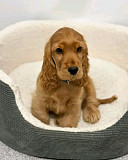 Cocker spaniel puppies for Adoption from Sacramento