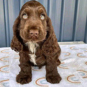 Cocker spaniel puppies for Adoption from Sacramento