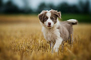 Border collie puppies for sale Madison