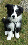 Border collie puppies for sale Madison