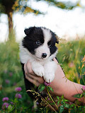 Border collie puppies for sale Madison