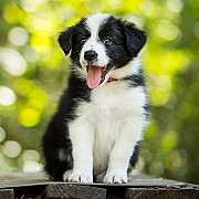 Border collie puppies for sale Madison