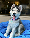 Siberia huskies puppies Denver