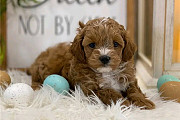 Beautiful cavoodle Puppies for Adoption from Brisbane