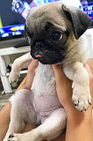 Pug pupps available from Austin