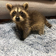 Baby Female Raccoons Denver