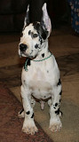 Great dane  from Trenton