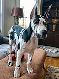 Great dane  from Trenton