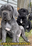 Cane corso puppies from Sacramento