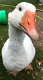 Goose  from South Bend