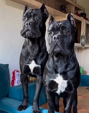 Cane corso puppy from Sacramento