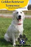 Golden Retriever Tennessee: Find Your New Furry Companion Nashville