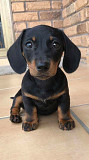 Dachshund from Pine Bluff