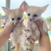 Fennec foxes for re-homing, has an adorable Denver