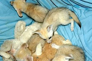 Fennec foxes for re-homing, has an adorable Denver