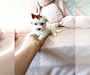 Cute male and female Maltese puppies for a home Albany