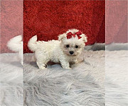 Cute male and female Maltese puppies for a home Albany