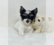 Active puppies for home care( Maltese puppies) from Toronto