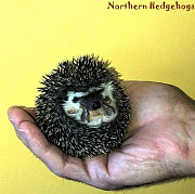 Baby Hedgehogs from a local Ethical Breeder Waterloo