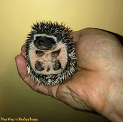 Baby Hedgehogs from a local Ethical Breeder Waterloo