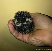 Baby Hedgehogs from a local Ethical Breeder Waterloo