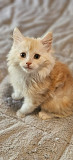 Maine Coon Kittens For Sale Near Ohio - Well-socialized, healthy, and playful from Milton