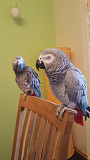 Stunning African grey parrots available now. Olympia