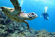 Scuba Diving in Punta Cana - Diving DR explores vibrant reefs Nassau