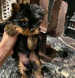 Yorkie puppies for adoption from Lincoln