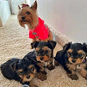 Yorkie puppies for adoption from Lincoln