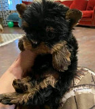 Yorkie puppies for adoption from Lincoln