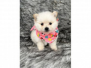 Pomeranian puppy available from Adelaide