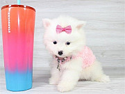 Pomeranian puppy available from Adelaide