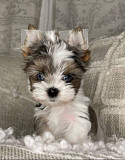 Parti Yorkie Puppies from Denver