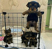 Mini poodles available and ready for pickup, Black brown Yorkie , Providence