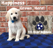 Golden Retriever Tennessee: AKC Certified, Home-Raised, Health Tested Nashville