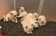 Home Raised Ragdoll Kittens Denver